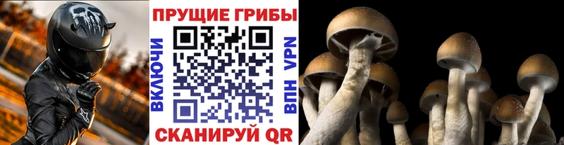 Галлюциногенные грибы прущие грибы  Холмск 